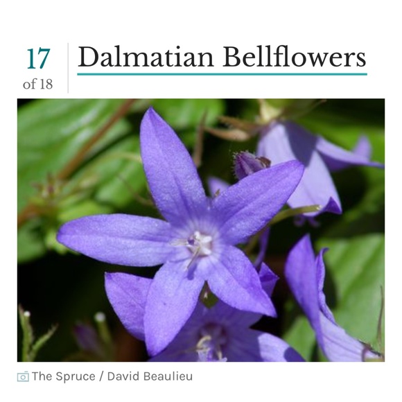 Meet your Posher, Kim - Picture 1 of 1